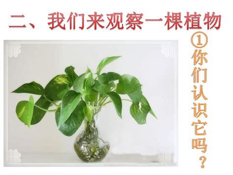 观察一种植物绿萝,绿萝成长记录图片20天,观察植物_大山谷图库