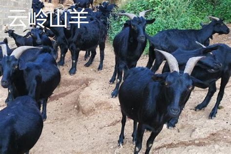 黑山羊的品种，沧山黑山羊是国家推广的肉用山羊品种 - 农宝通