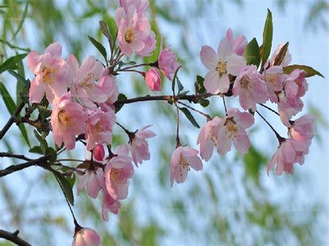 垂丝海棠什么时候开花，其花期在每年的3~4月 —【发财农业网】