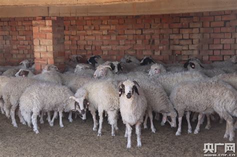 新手养羊的羊圈建设 山东-食品商务网