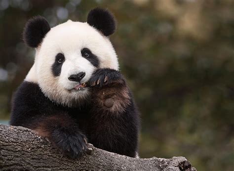 熊猫憨态可掬的样子,憨态可掬的大熊猫,憨态可掬的样子_大山谷图库