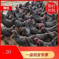 [活鸡批发]散养土2项鸡均重3.8斤价格6.80元/斤 - 一亩田