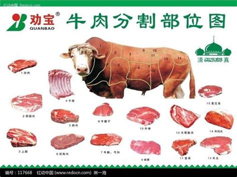 牛肉的部位图解与做法 牛肉各个部位分布图及质地简介_第二人生