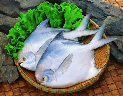 坤兴 东海银鲳鱼 国产平鱼 420g袋 2-3条/袋 大号白鲳鱼 烧烤食材 生鲜 海鲜水产健康轻食-商品详情-菜管家