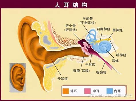 中耳的结构包括______、______和______-耳的结构有什么组成