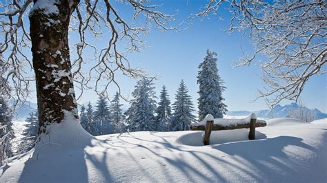 冬天,树木,雪景,自然风景桌面壁纸_高清风景壁纸_彼岸桌面