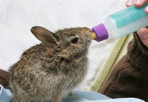 兔子可以喝牛奶吗，母兔可以喂牛奶吗|admin_人人点