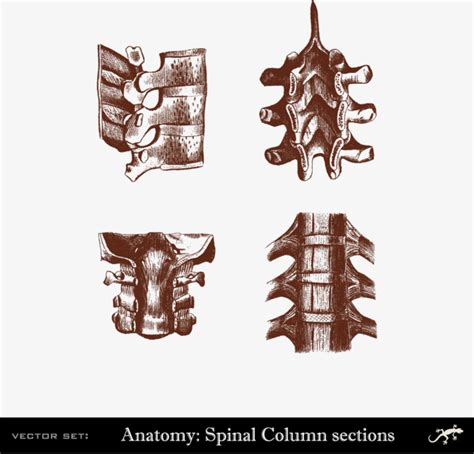 脊骨背痛人体脊柱骨骼发光的科学解剖扫描背部骨头背痛高清图片下载-正版图片300025092-摄图网