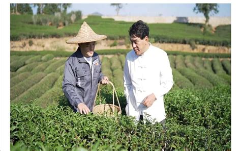 陕南大巴山里的村庄：河边种水稻，坡地茶园连片达6千亩