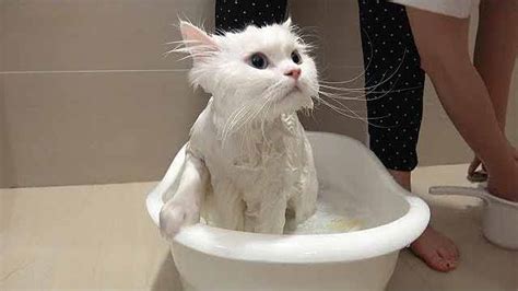 洗猫袋猫咪洗澡宠物剪指甲抓防防咬固定猫吊床小狗狗悬挂式保定包-阿里巴巴