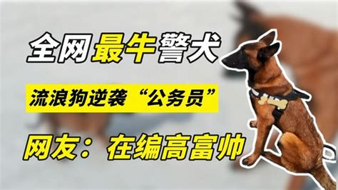宠物狗图片_素材中国sccnn.com