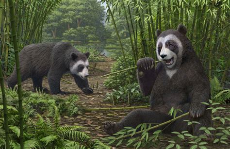 远古发现：化石为证！大熊猫吃竹已有600万年凤凰网陕西_凤凰网