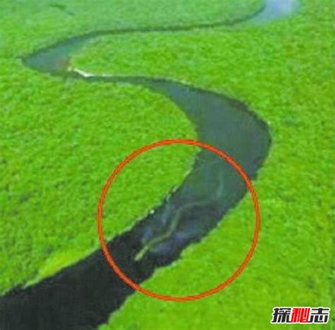 世界最长红海巨蛇是真的吗，体长500米是最假的骗局(视频)_探秘志