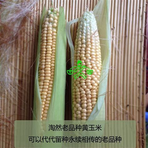 玉米什么时候传入中国，玉米原产地在哪，为何玉米会传入中国- 历史故事_赢家娱乐