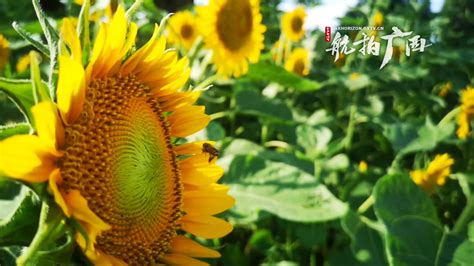 《送你一朵小红花》黄海设计“小太阳花”珍藏海报 献给向阳而生的你_TOM明星