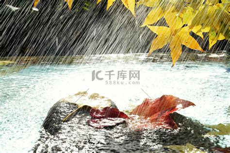 雨中的枫叶和落叶高清摄影大图-千库网