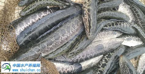 黑鱼行情继续反弹 价格上涨销量增加 五月份鱼价有望坚挺_鱼类专题（黑鱼专题）_水产养殖网