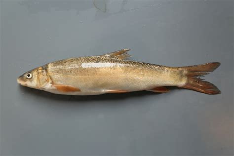 齐口裂腹鱼-标本图片库-武陵山区生物多样性综合科学考察