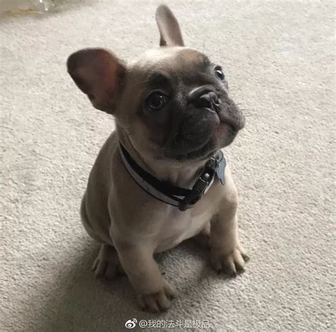 法斗图片