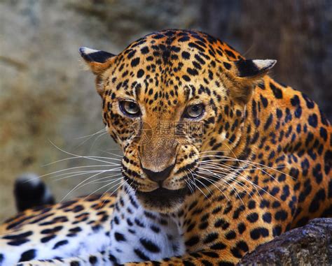 自然环境中的成年野生豹素材-高清图片-摄影照片-寻图免费打包下载