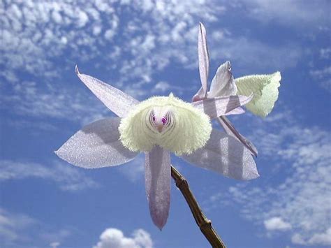 世界最稀有的十大花卉植物，鬼兰上榜，第四被誉为世界花王_排行榜123网
