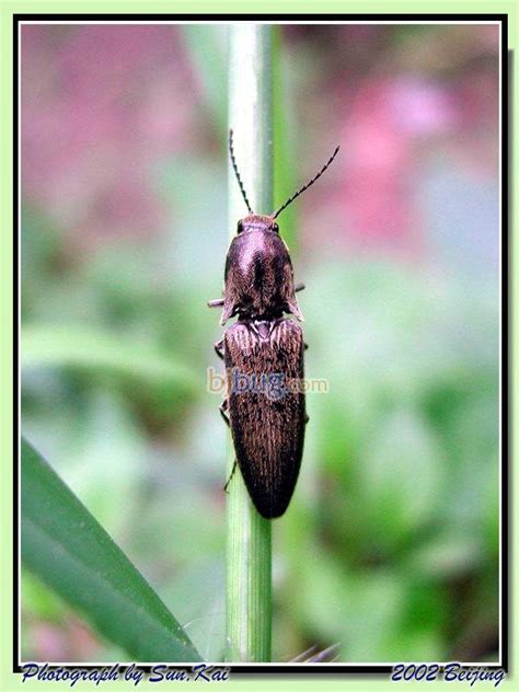 金针虫成虫图片