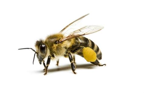 蜜蜂分家怎么收回来？ - 养蜂技术 - 酷蜜蜂