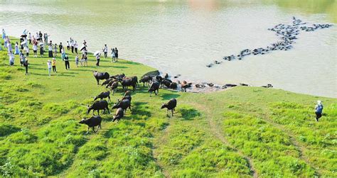 陕西秦川牛简介-中国五大黄牛品种之首,中国优良的黄牛地方品种 - 江西养牛人博客