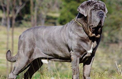 巴西獒犬介绍（世界上最凶猛的獒犬，巴西獒犬，彪悍霸气） | 说明书网