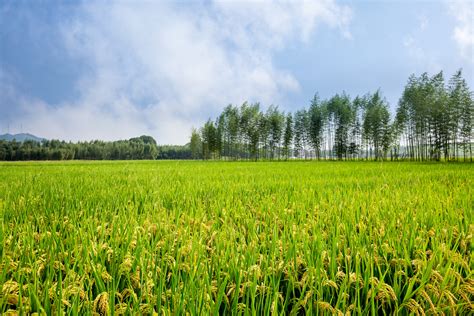 发展乡村产业，如何实现联农带农富农？---四川日报电子版