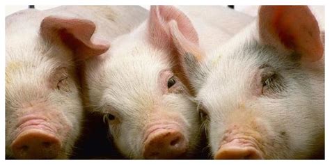 公猪和母猪是怎么生育的？公猪多久配种一次，母猪一胎能生几个？