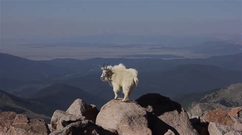 WS 4K风景拍摄的新生岩石山山羊(Oreamnos americanus)玩耍，跳跃和互动在鲜花覆盖的山峰上视频素材_ID ...