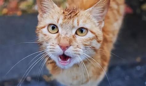 眨白背景脸色发怒的浅棕猫科动物哺乳高清图片下载-正版图片307596016-摄图网