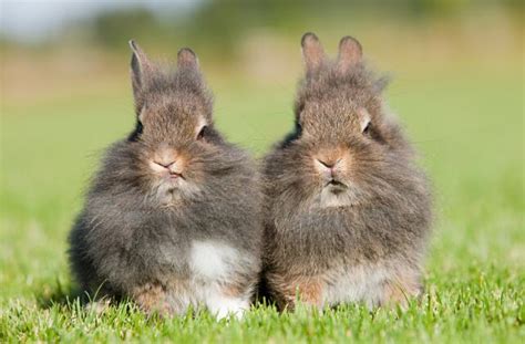 兔和兔婚姻相配吗 兔和兔相配婚姻长久吗 - 万年历