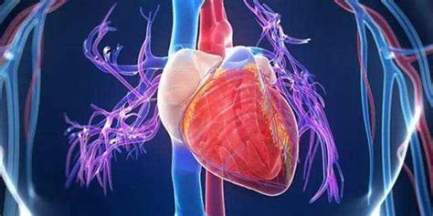 心电图导联位置详解（12导联体系） - 心血管 - 天山医学院