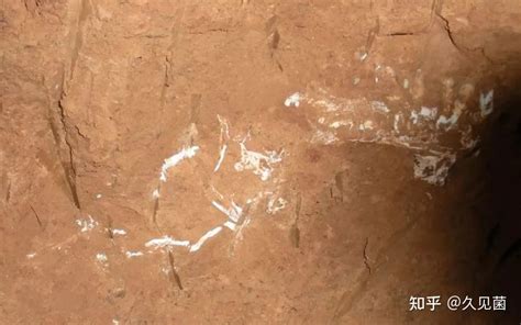 06年真龙吃人的照片，昆仑山古洞发现真龙实则一种洞螈_探秘志