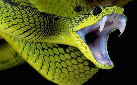 三角形头部的蛇都有毒？看看这几种常见的无毒蛇，又该如何区分？_毒性