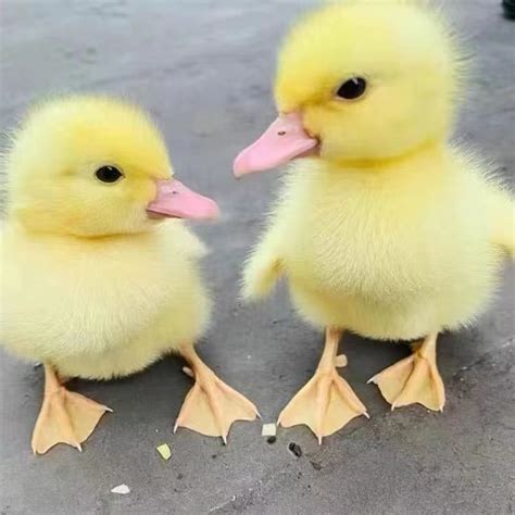 珍珠鸭图片