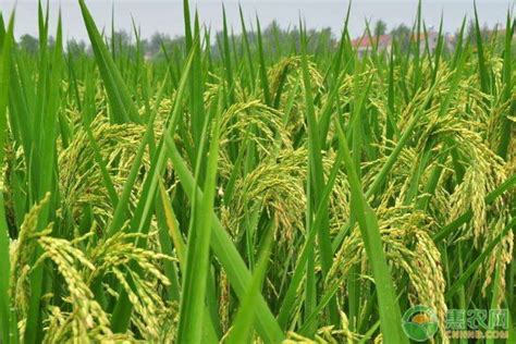 水稻亩产量多少