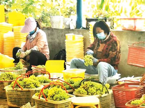 吐鲁番：疫情防控严 葡萄采收忙
