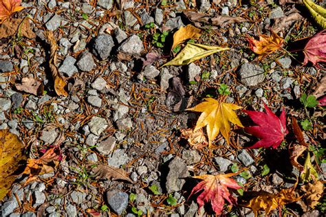 五颜六色的各种秋天落叶在地上土地的干叶覆盖表面特写高清图片下载-正版图片507477459-摄图网
