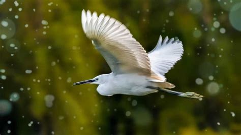 湿地水鸟 白鹭 成双成群 大白鹭视频 飞翔觅食_腾讯视频
