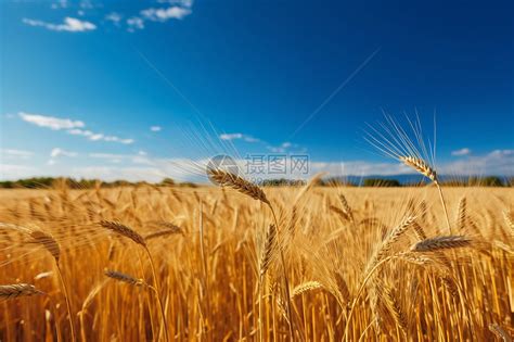 蓝天下金黄的麦子高清图片下载-正版图片600173968-摄图网