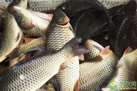 水产养殖鱼类品种盘点 - 惠农网