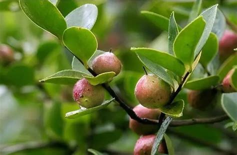 油茶树的种植方法介绍-中国木业网