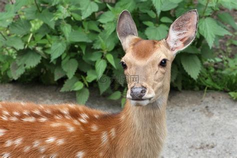 獐鹿,婴儿,野生动物高清图库素材免费下载(图片编号:6656294)-六图网
