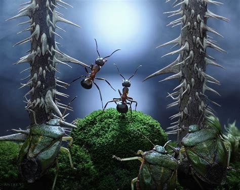 蚂蚁王国 v1.0.4 蚂蚁王国安卓下载_百分网安卓游戏