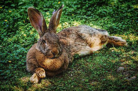兔子品种及图片大全 - 动物 - 酷自然