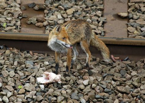 城市狐狸为幼崽带回食物高清图片下载-正版图片504386802-摄图网