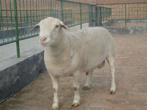 一只49万美元身价的羊，到底有什么特别之处？ - 知乎